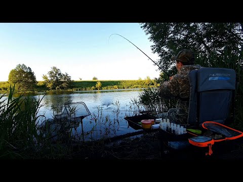 Видео: С фидером в верховья Дона. Ищу леща на новом месте в июне