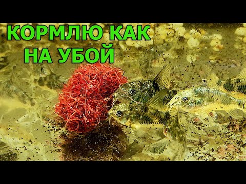 Видео: Как на убой начал закармливать крапчатых сомиков