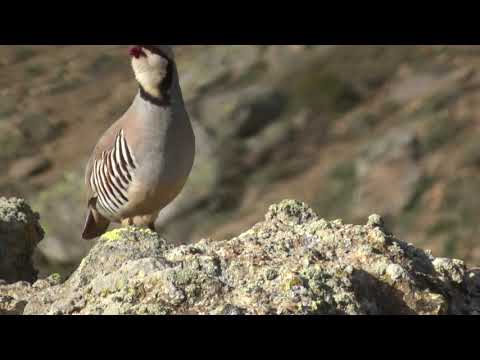 Видео: Keklik Avı (Bağlı) - الحجل طائر - куропатка - partridge