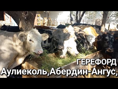 Видео: Букачахо зотии Ауликоль,Абердин-Ангус, Герефорд, зотхои гушти ба фуруш баромад аз шахри Хучанд