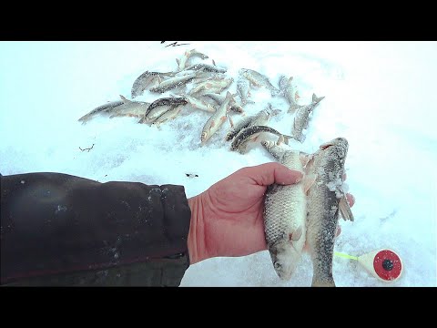 Видео: ВОТ ЭТО ДАА- Это надо было так попасть, реальные селëдки на голую мормышку!!!