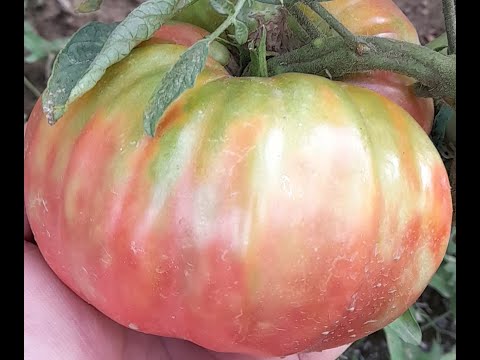 Видео: 3--ТО ПРЪСКАНЕ НА ДОМАТИ  09,08,25г