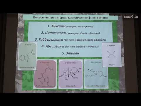 Видео: Константинова С.В. - Физиология и биохимия растений - 13. Классические фитогормоны