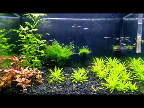 Видео: #Водоросли Нитчатка #вебкамера#аквариум