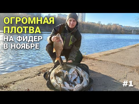 Видео: ОГРОМНАЯ ПЛОТВА НА ФИДЕР В НОЯБРЕ! С ТАКОЙ ПЛОТВОЙ И ЛЕЩ НЕ НУЖЕН!