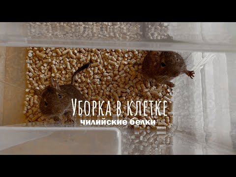 Видео: Уборка в клетке у дегу | ВДОХНОВЕНИЕ НА УБОРКУ