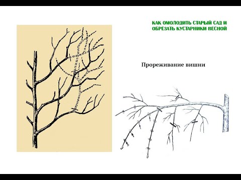Видео: Прореживание и обрезка вишни. Снижение кроны. Как омолодить и обрезать деревья. Часть 8. ©
