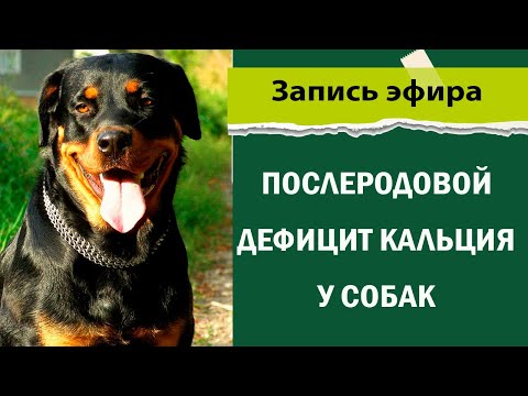 Видео: Послеродовой дефицит кальция у собак
