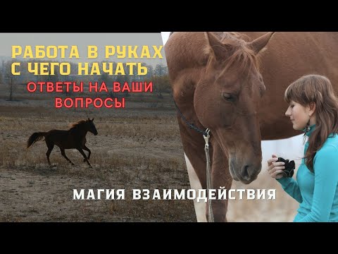 Видео: С чего НАЧАТЬ работу С ЛОШАДЬЮ В РУКАХ.