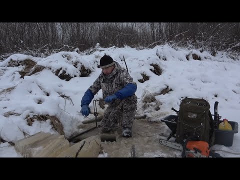 Видео: Охота на бобра #16.1 castor fiber Установка капканов