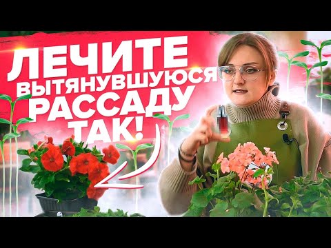 Видео: РАССАДА ВЫТЯНУЛАСЬ! СРОЧНО СДЕЛАЙТЕ ТАК!