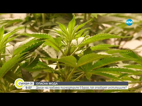 Видео: Опасна мода: Друсан чай превзема тийнейджърите в Бургас, как отговарят институциите