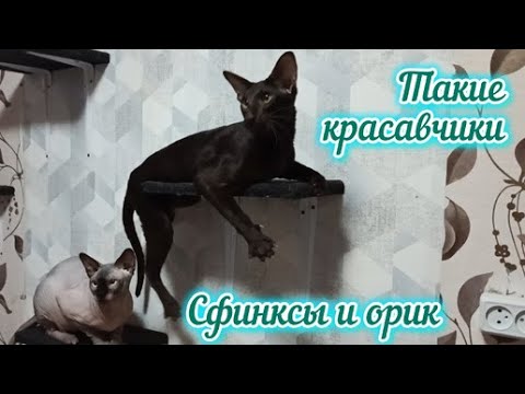 Видео: Сфинкс Луна Смешные моменты за неделю Сфинксы и орик
