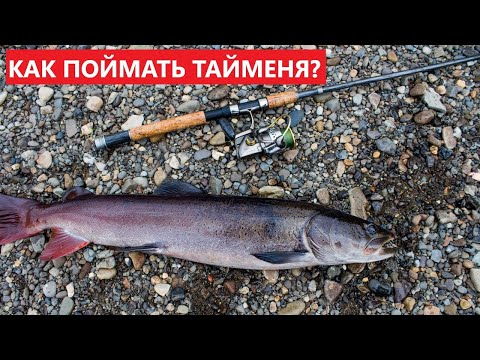 Видео: 🐟 КАК ПОЙМАТЬ ТАЙМЕНЯ? СОВЕТЫ НАЧИНАЮЩЕМУ.