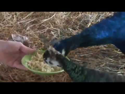 Видео: Лечение домашней птицы