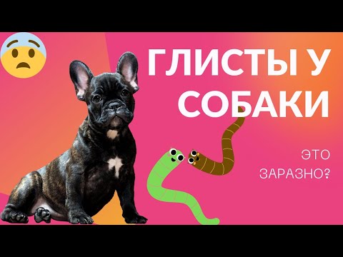 Видео: Глисты у собаки, симптомы, как вывести?