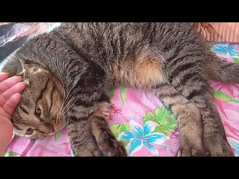 Видео: ЧЕРНЫШКА И КОТЯТА!😽🥰ВСЕ НАКОРМЛЕНЫ,КАФЕ РАБОТАЕТ!🧑‍🍳🌳🐱🍗КАК У НАС ПОЯВИЛАСЬ ПУСЕНЬКА!💋🩷💜