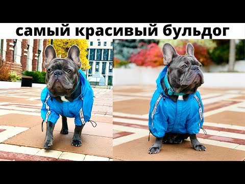 Видео: Принц/Самый Красивый Французский Бульдог в Мире/Интервью