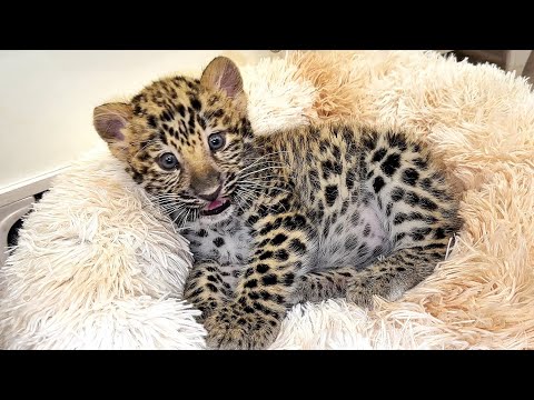 Видео: Леопардик Хан НЕ ПОНИМАЕТ, почему у нас нет настроения И ВСЁ ВРЕМЯ РЯДОМ! Успокаивает всех нас 😔