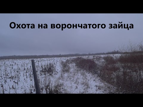 Видео: Охота на ворончатого зайца