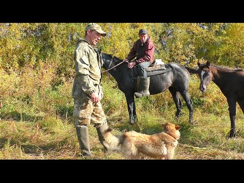 Видео: ОХОТА НА БОРОВУЮ ДИЧЬ ПО ТРАССЕ / ВСТРЕТИЛ ПАСТУХА В ЛЕСУ / ГЛУХАРИ НЕ ВЫСОВЫВАЮТСЯ ИЗ ТРАВЫ.