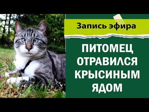 Видео: Питомец отравился крысиным ядом