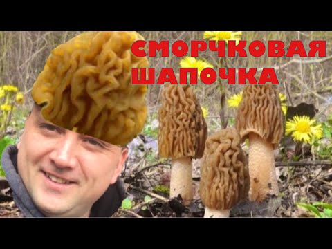 Видео: Столько я ещё не видел! Сморчковая шапочка в апреле.
