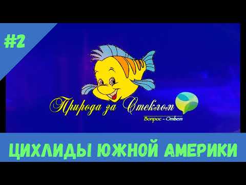 Видео: Цихлиды Южной Америки часть 2