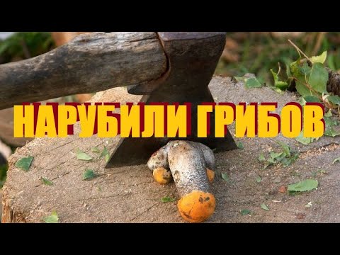 Видео: Тихая охота по калининградски/Везём кота на маникюр/Берёзовские карьеры-мы всё-таки добрались/Осень.