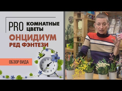 Видео: Орхидея Онцидиум - комнатное растение для дома и души. Что скрывается за названием Ред Фэнтези?