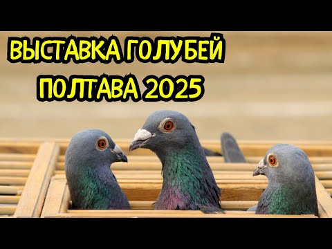 Видео: Выставка - Ярмарка Голубей Полтавского Клуба Голубеводов 2025 с. Мачухи 2 ЧАСТЬ