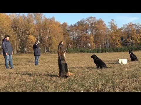 Видео: Догтренинг 455. Режим тишины - урок повышенной сложности в поле