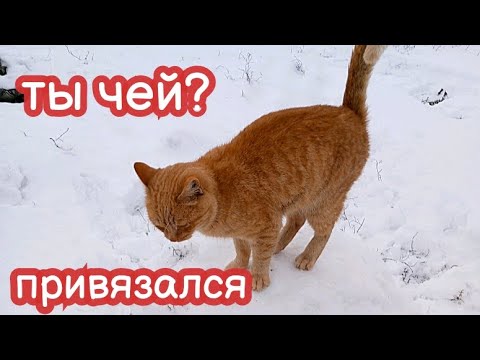 Видео: VLOG Этот кот пришёл и не уходит. Значит ты бездомный кот