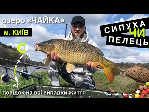 Видео: Найкраща ловля коропа! Риба клює одна за одною на ФЛЕТ ФІДЕР! Озеро «Чайка» Київ.