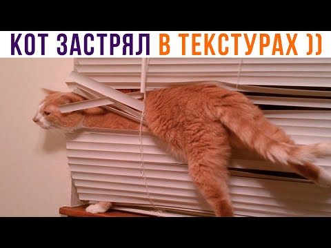 Видео: КОТ ЗАСТРЯЛ В ТЕКСТУРАХ ))) Приколы | Мемозг 1207