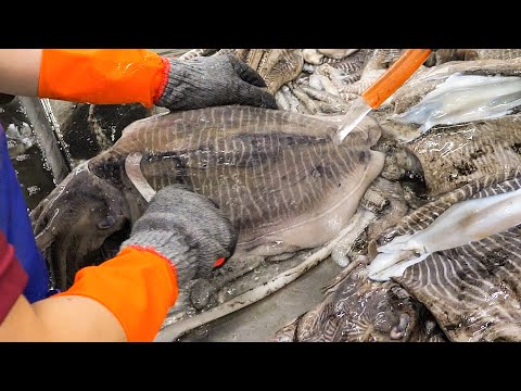 Видео: Фабрика массового производства шариков из каракатиц - Тайваньская еда