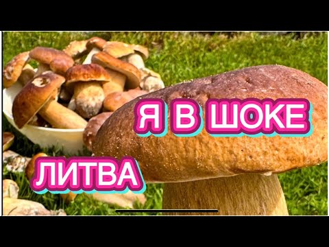 Видео: БОРОВИКИ НАЗЫВАЛИ ЛЕСНОЕ МЯСО | КАК ПРИГОТОВИТЬ БЕЛЫЕ ГРИБЫ | ЛИТВА | Как живут в Литве