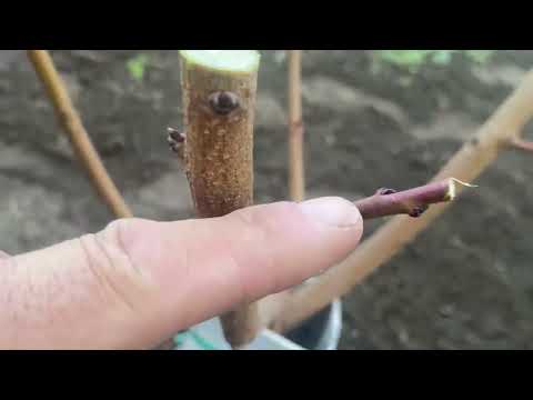 Видео: Професійна обрізка персика в рік посадки, чашею.