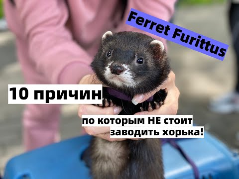 Видео: #ferret #furittus #хорек #беларусь      10 причин по которым не стоит заводить хорька!