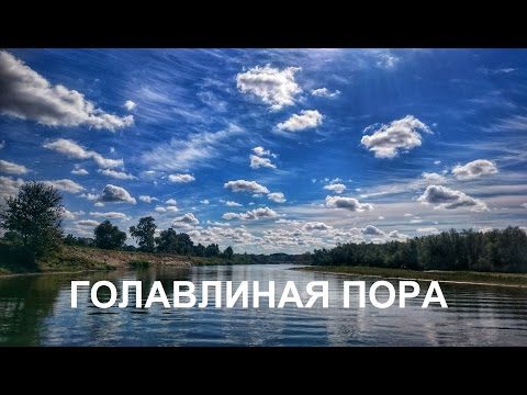 Видео: Летний день на реке. Разговоры о голавле.