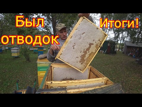Видео: КАРНИКА был  ОТВОДОК! Сколько принёс мёда!!! ИТОГИ!