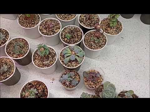 Видео: Пеньки 2часть Уход  Полив