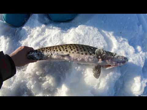 Видео: Талакан 2020. Новый год на Бурейском водохранилище.