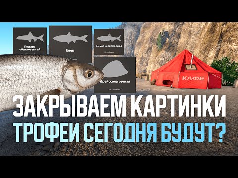 Видео: Поиск трофеев. Пробую закрыть картинки ● Русская рыбалка 4 ● Перчик РР4