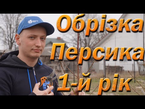 Видео: Обрізка персика після посадки. Обрізка у перший рік персик