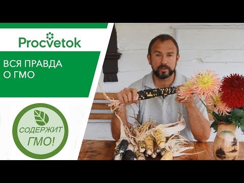 Видео: Ешьте, люди, ГМО – будете здоровы?! Точка зрения БИОЛОГА