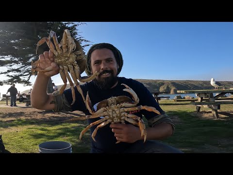Видео: Крабовый нож Дандженесс в заливе Бодега, 2025–2026
