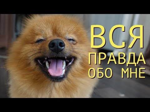 Видео: 🌟ПОМЕРАНСКИЙ ШПИЦ / уход / питание / покупка🌟🌟🌟