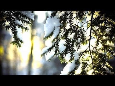 Видео: Утро ☀️ Цигун ☯️ Тайцзи ! Зимний курс практик ❤️ в прямом  эфире!