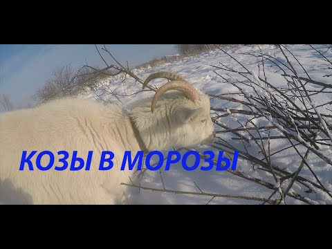 Видео: Козы в морозы  -22 градуса//Как содержать коз зимой?//Адаптация коз к морозам